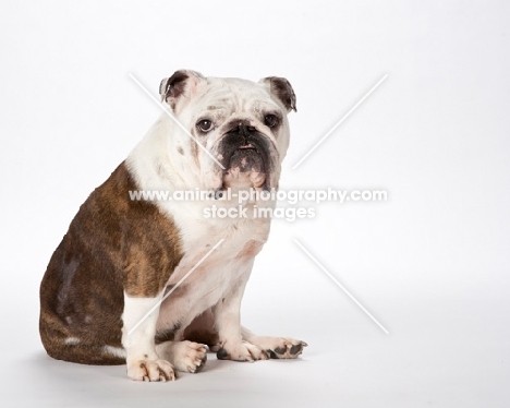 bulldog on white background