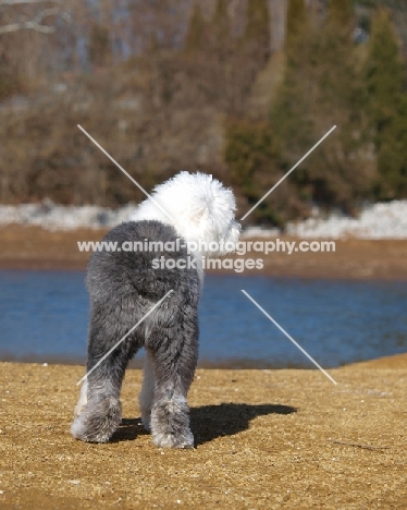 Old English Sheepdog outdoors