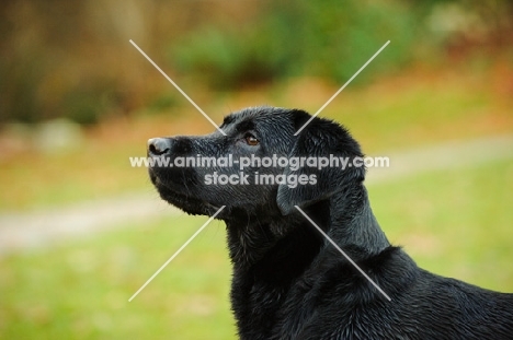 black lab, in profile