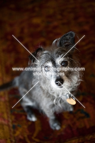 terrier mix sitting