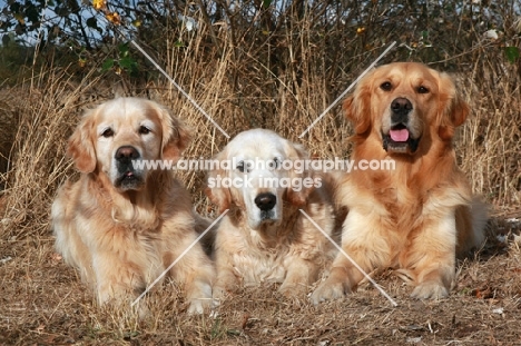 Golden Retrievers lying down