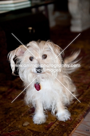 terrier mix sitting