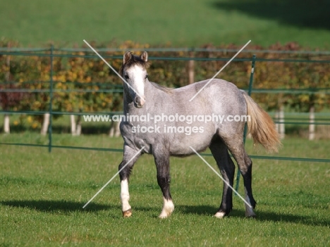 Welsh Mountain Pony walking