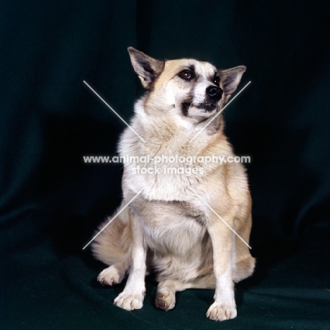 dog, unknown breed, sitting on black background