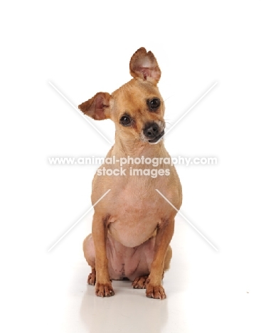 Chihuahua on white background