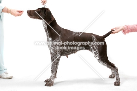 Liver & White Australian Gr. Champion German Pointer, posed