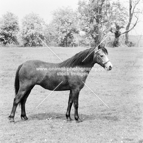 welsh mountain pony sec a at pendock stud