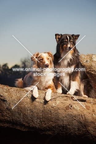 Australian Shepherd Dogs