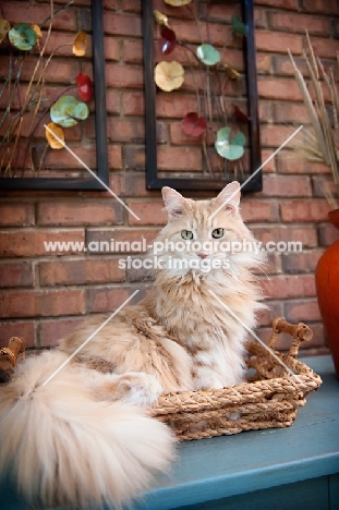 orange tabby sitting in basket