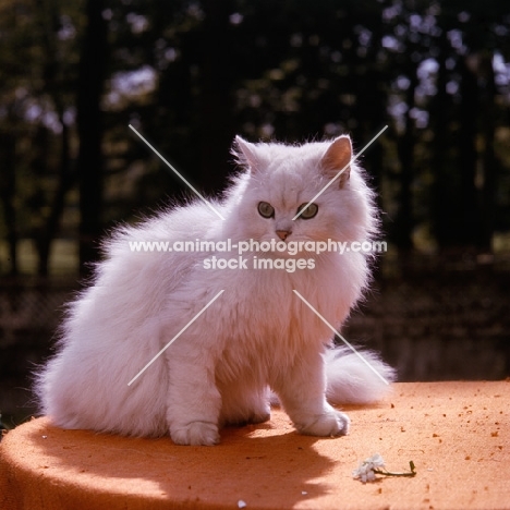 chinchilla cat on table