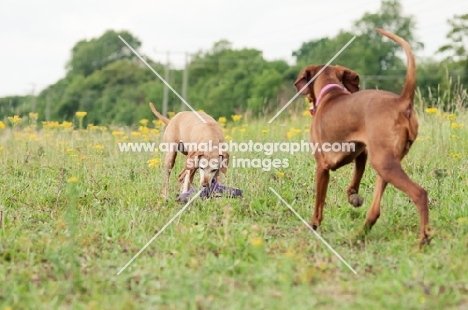 two Hungarian Vizslas