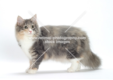 Blue Mackerel Torbie & White Norwegian Forest cat, full body