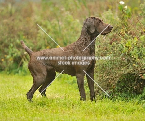 alert German Pointer on grass