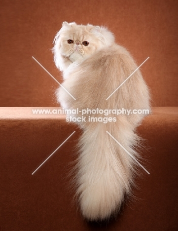 Persian cat, back view