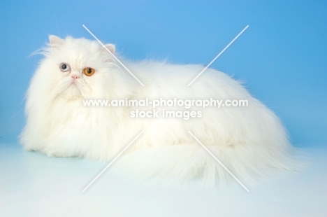 odd eyed white Persian lying down