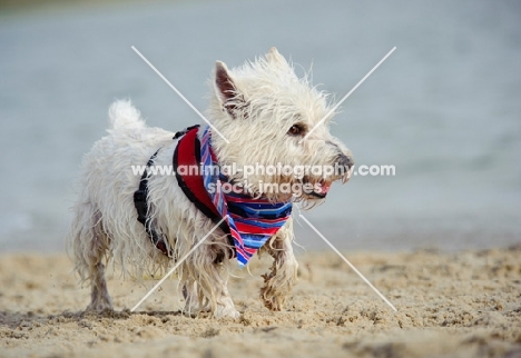 West Highland White Terrier walking on sand