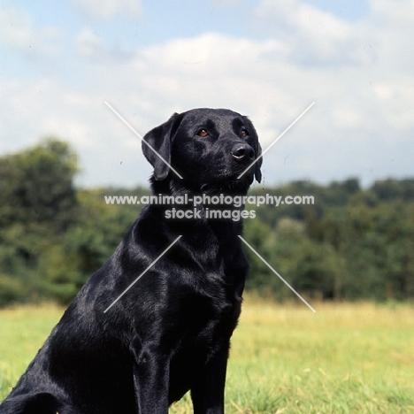 black labrador forequarters, from candlemas, sitting