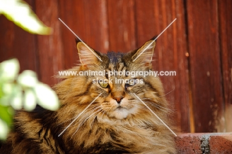 Maine Coon lying by red wood fence. 