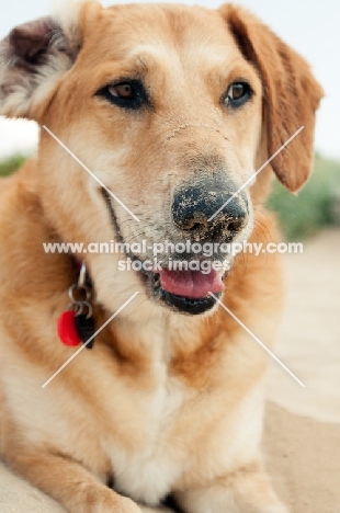 close up of mongrel dog on beach