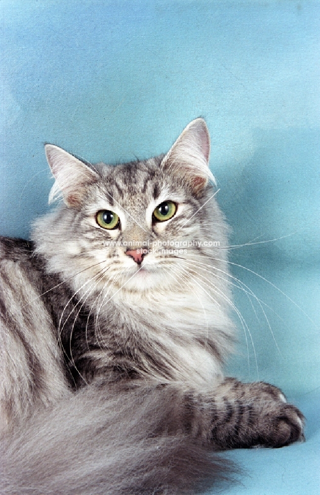 silver tabby Norwegian Forest cat, lying down