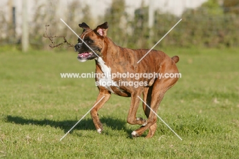 Boxer running outside