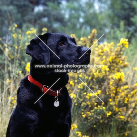 black labrador with red collar