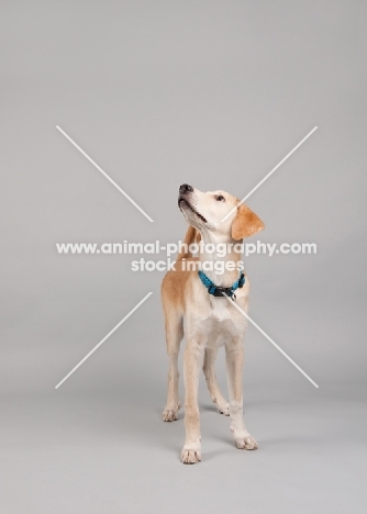 Hound mix standing in studio, looking up.