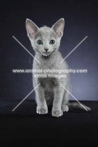 10 week old Russian Blue kitten, front view