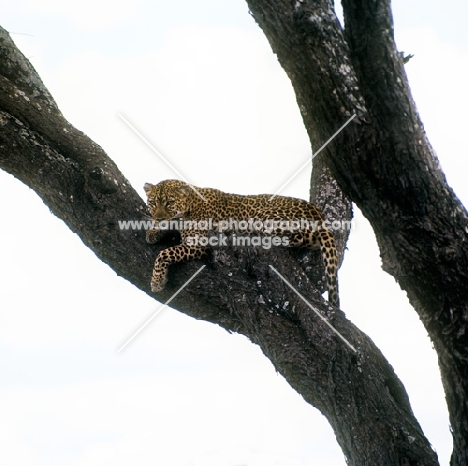 leopard in a tree in east africa