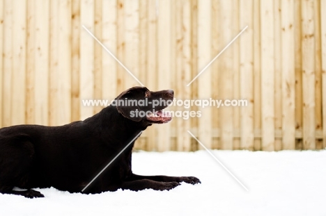 Chocolate Labrador laying in the snow