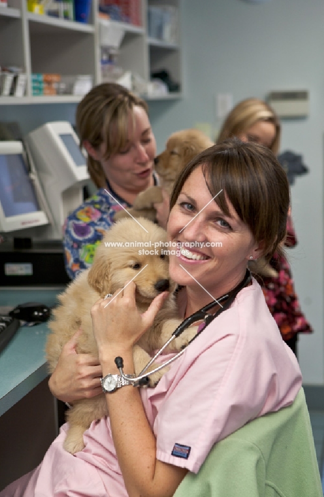 Golden Retriever puppy at the vets