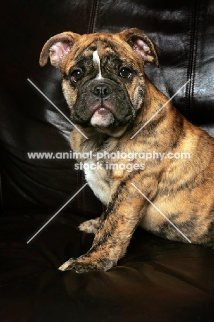 Bulldog puppy on couch