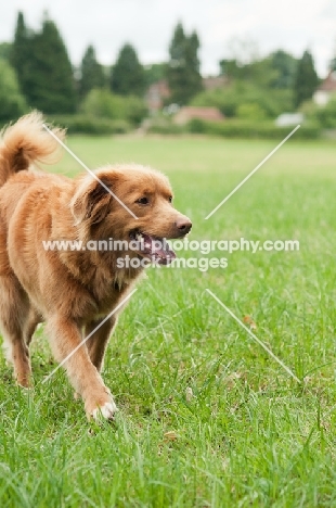 Nova Scotia Duck Tolling Retriever walking