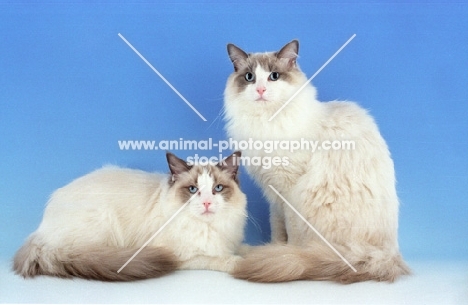 two blue bicoloured Ragdolls 