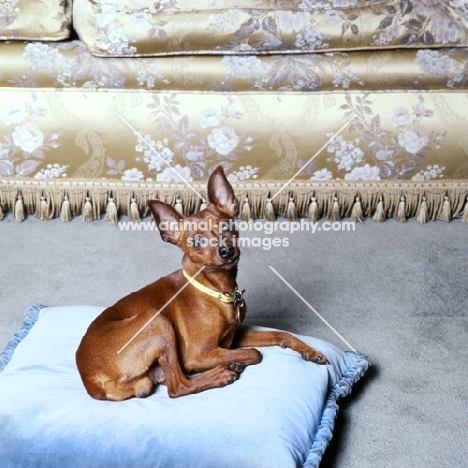 miniature pinscher resting on a cushion