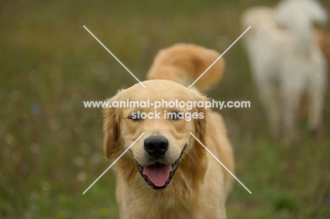 golden retriever smiling