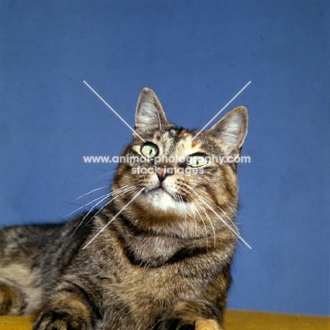 tabby cat, rather shocked, portrait