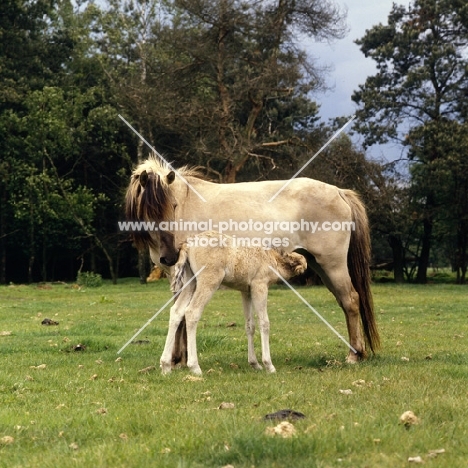 Dulmen mare with her foal suckling  