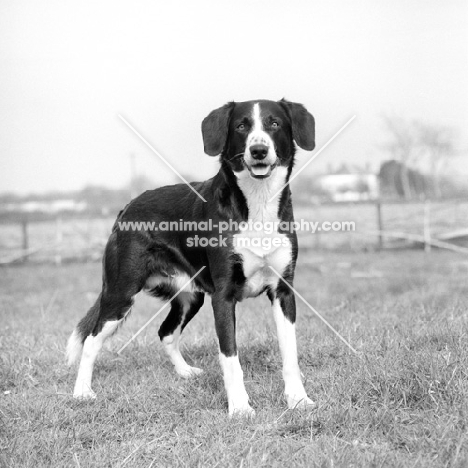 collie type cross bred dog