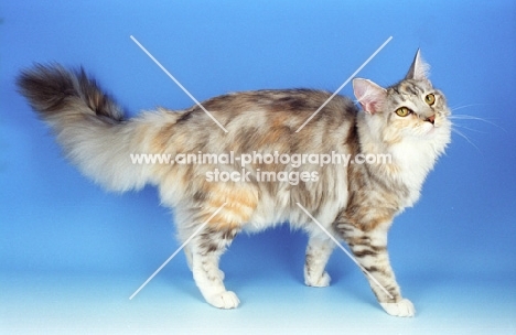 silver tortie and white, dilute Maince Coon cat