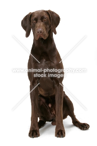 Australian Champion German Shorthaired Pointer sitting down