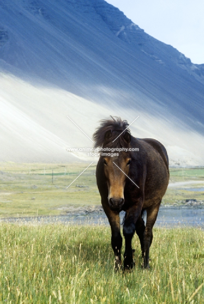 brown iceland horse at hofn