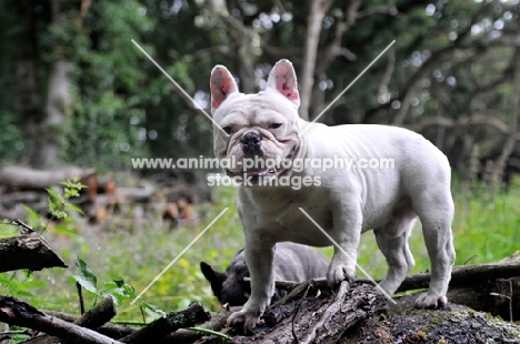 French Bulldog