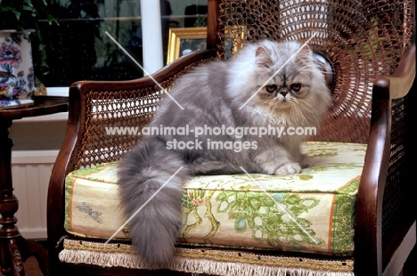 persian on chair