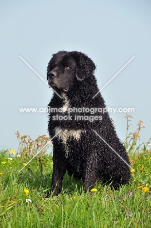 black and white Wetterhound sitting down