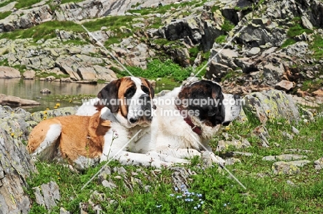 two Saint Bernard in Swiss Alps