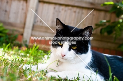 non pedigree cat in garden