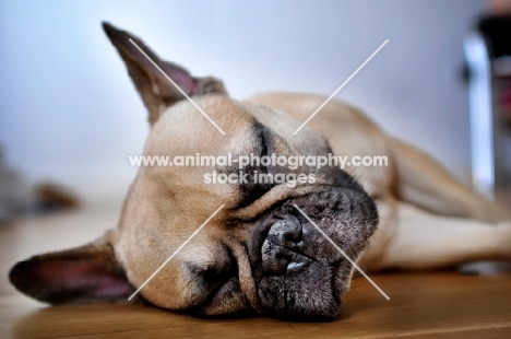 French Bulldog