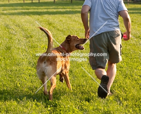 Anatolian shepherd mix running with man