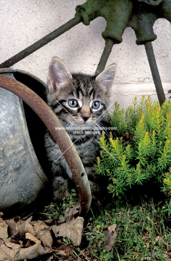 kitten near a wheel